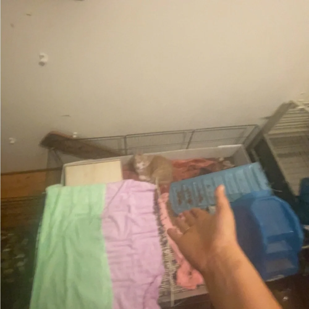 Selling C&C grid Guinea pig cage ETC. accessories also included